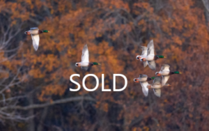 Bear Creek Birds Sold