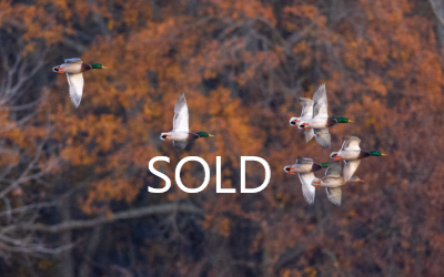 Bear Creek Birds Sold