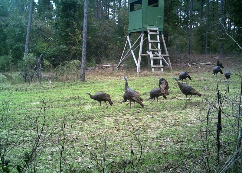 Coxberg Turkeys