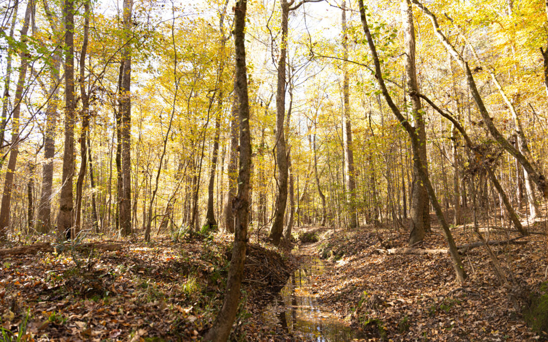 Delta Ag Land—No Better Value