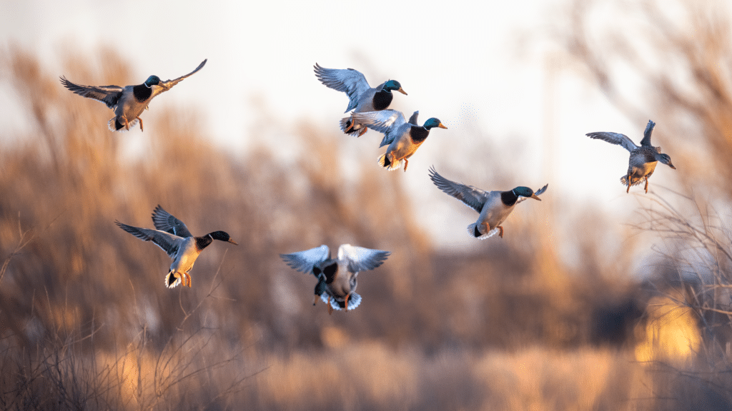 198A2378-SharpenAI-Standard