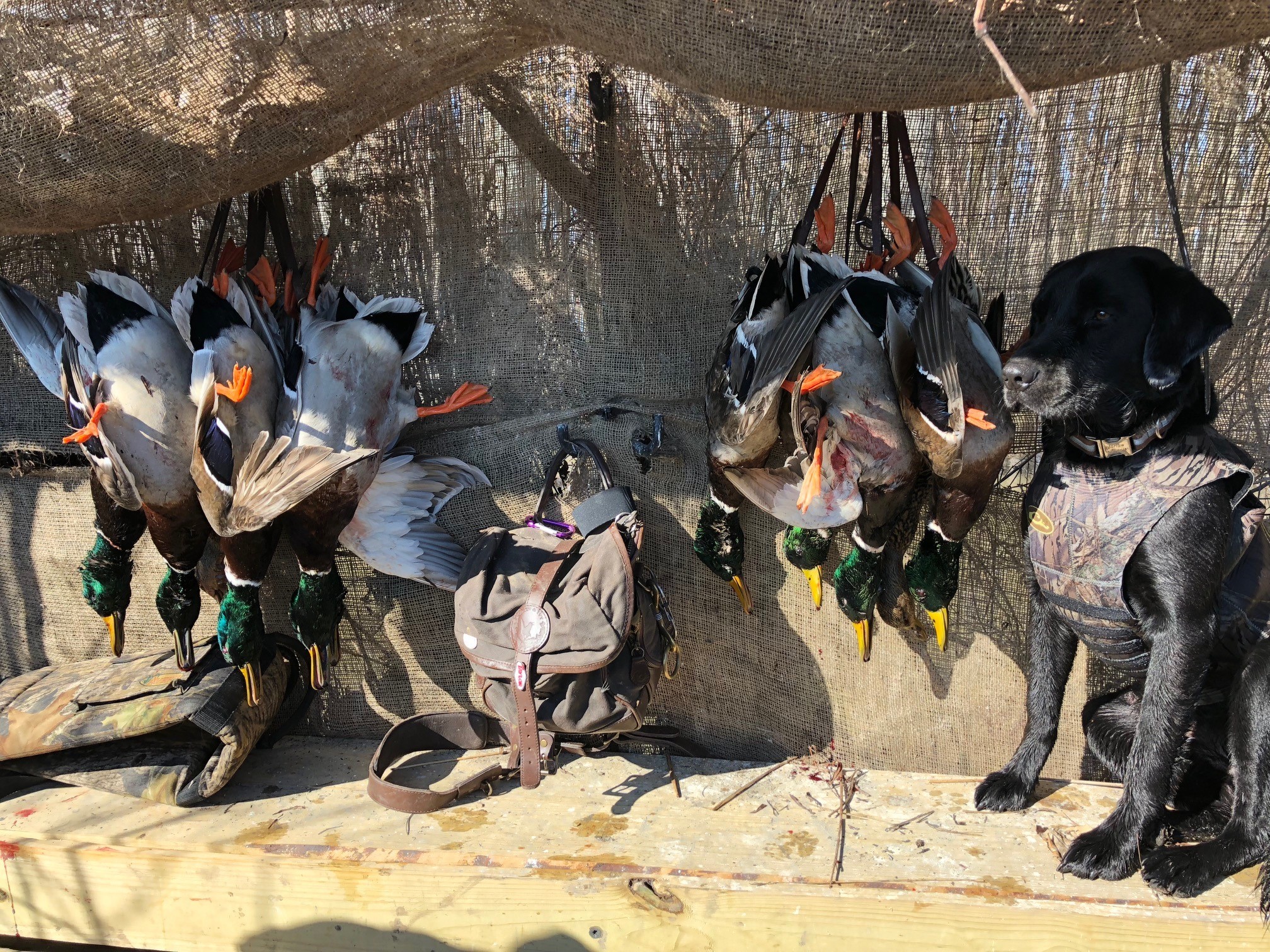 Benson Brake ducks and dog