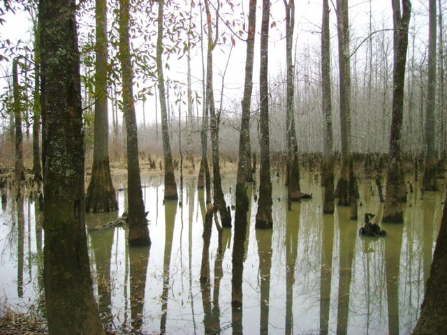 Big Black 339 Duck Hole 2