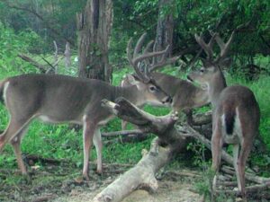 Cam 4 11.26.18 1024x768 1