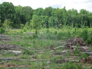 DSCF2664 1024x768 2 2