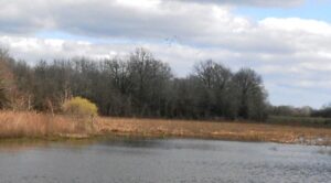 Silver City 180 Mallards 2