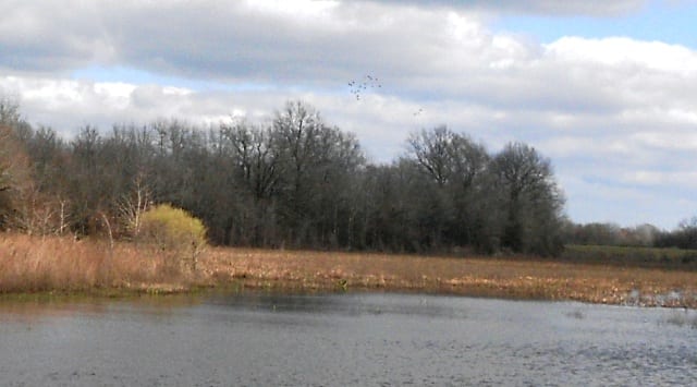 Silver City 180 Mallards 2