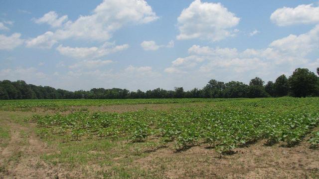 Sunflower Field